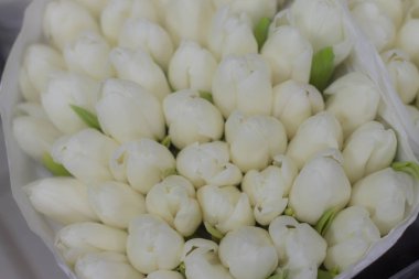 beyaz lale ler closeup çiçek arka plan hassas buket