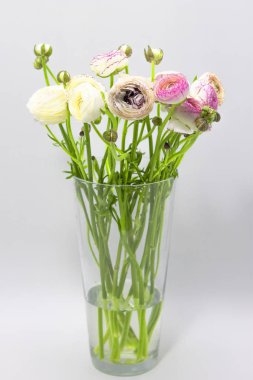 beyaz arka plan çiçek arka plan üzerinde bir vazo beyaz ranunculus