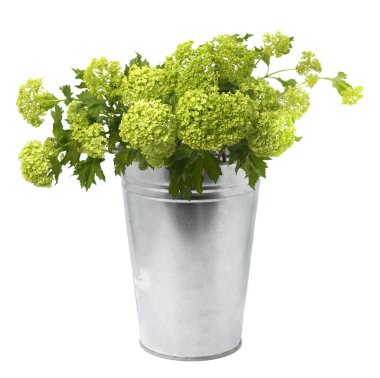 beyaz arka plan çiçek arka plan üzerinde metal bir saksı içinde viburnum