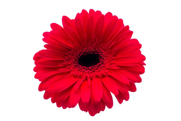 Vermelho gerbera closeup no fundo branco floral fundo — Fotografia de Stock