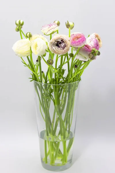 Ranunculus blanc dans un vase sur fond blanc fond floral — Photo