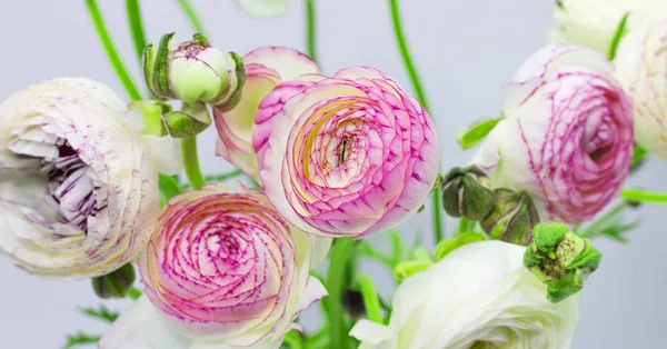 White ranunculus in a vase on a white background floral background — Stock Photo, Image