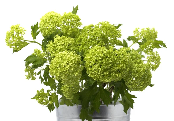 Viburnum in einem metallenen Blumentopf auf weißem Hintergrund — Stockfoto