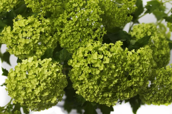 Viburnum in einem metallenen Blumentopf auf weißem Hintergrund — Stockfoto