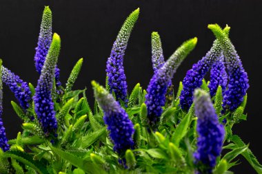 Veronika mavi çiçekler üzerinde bir karanlık arka plan yakın yukarı