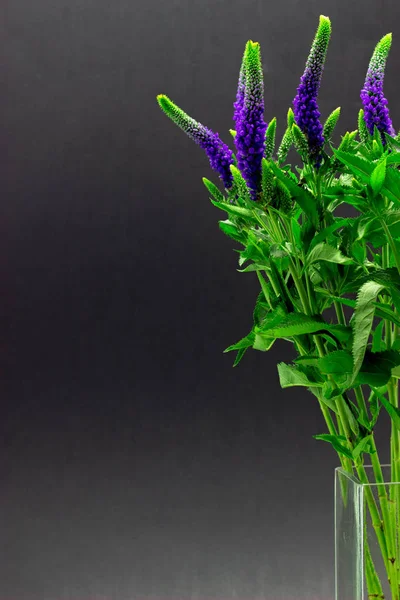 Veronica blauwe bloemen op een donkere achtergrond close-up — Stockfoto
