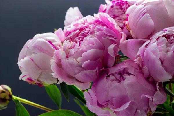 Bir vazo içinde pembe şakayık. Peonies pembe arka plan.