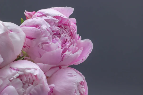 Roze pioenrozen in een vaas. Pioenrozen roze achtergrond. Vrije ruimte voor uw tekst. — Stockfoto