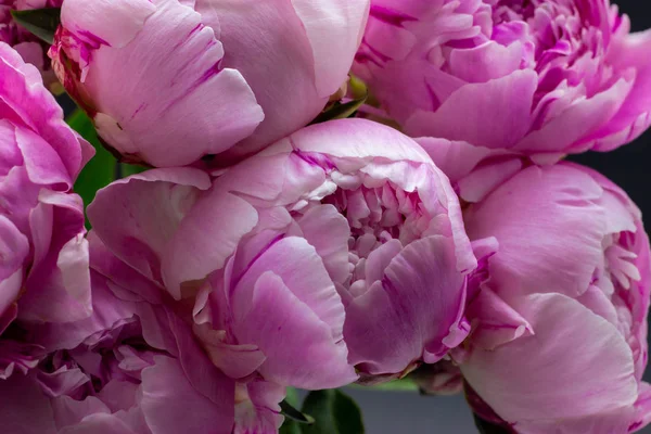 Růžové péťky v vázu. Peonies růžové pozadí. — Stock fotografie