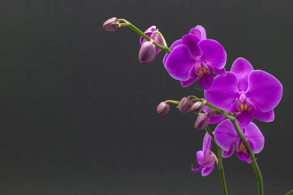 Bela falaenopsis orquídea rosa no fundo escuro . — Fotografia de Stock