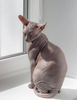 Güzel sakin kafatası kedi sfenks hafif bir arka plan üzerinde oturan.