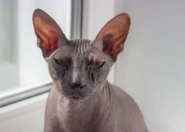 Güzel sakin kafatası kedi sfenks hafif bir arka plan üzerinde oturan.