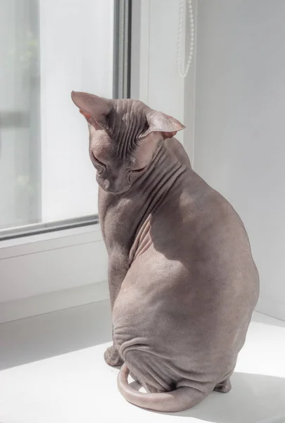 Beautiful calm skull cat sphinx sitting on a light background.