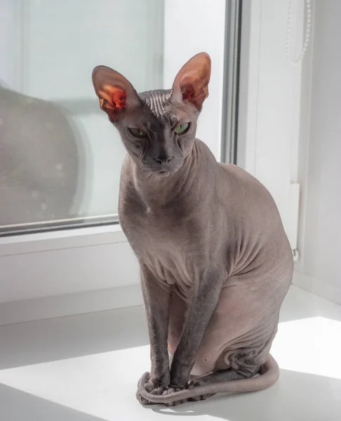 Beautiful calm skull cat sphinx sitting on a light background.