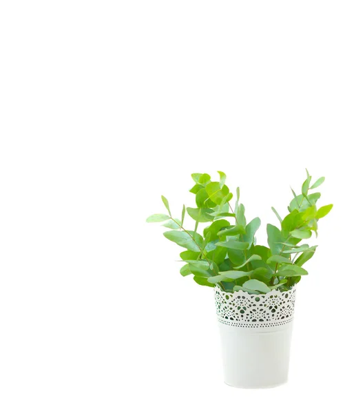 Fresh eucalyptus in white vase isolated on white background — Stock Photo, Image