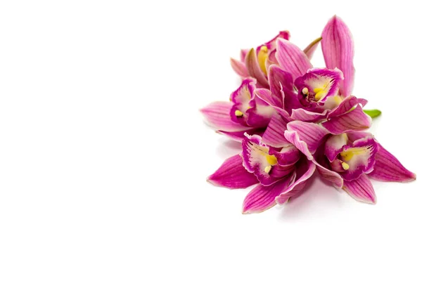 Orquídea cymbidium rosa isolada sobre fundo branco — Fotografia de Stock