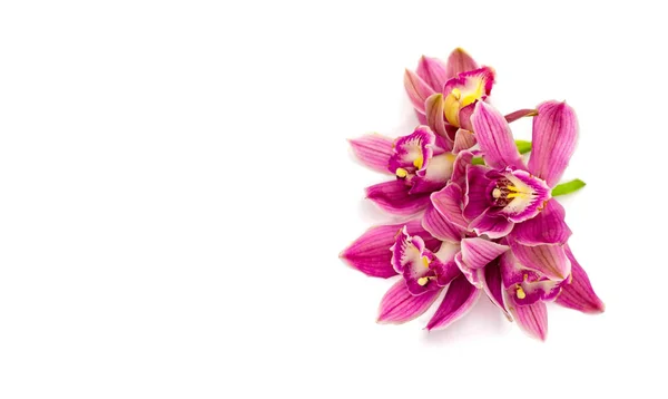 Orquídea cymbidium rosa isolada sobre fundo branco — Fotografia de Stock