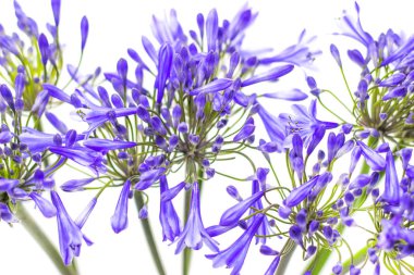 beyaz bir arka plan üzerinde mavi agapanthus çiçek