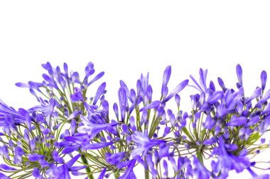 beyaz bir arka plan üzerinde mavi agapanthus çiçek