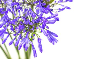 beyaz bir arka plan üzerinde mavi agapanthus çiçek