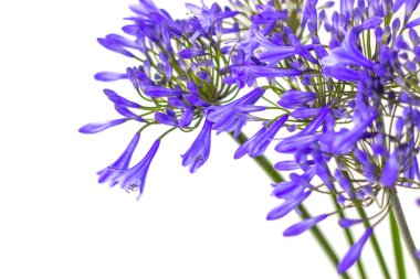 blue agapanthus flower on a white background clipart