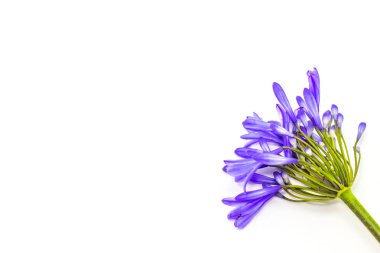 beyaz bir arka plan üzerinde mavi agapanthus çiçek