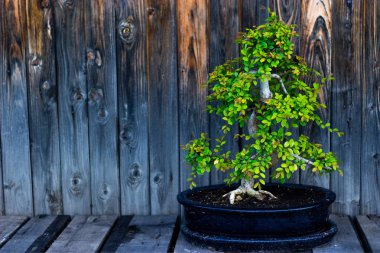 Ahşap panoların arka planında Çin küçük mayalı bonsai karaağaç
