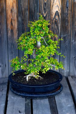 Ahşap panoların arka planında Çin küçük mayalı bonsai karaağaç
