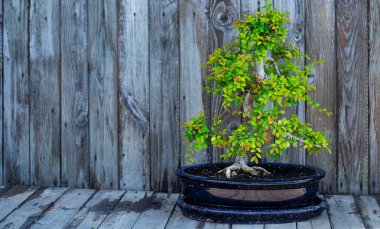 Ahşap panoların arka planında Çin küçük mayalı bonsai karaağaç
