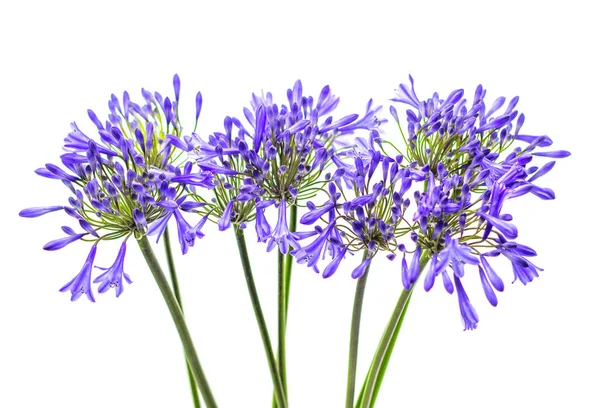 Beyaz bir arka plan üzerinde mavi agapanthus çiçek — Stok fotoğraf