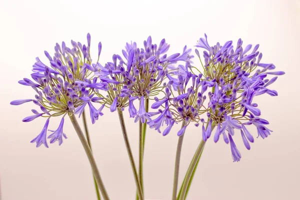 Beyaz bir arka plan üzerinde mavi agapanthus çiçek — Stok fotoğraf