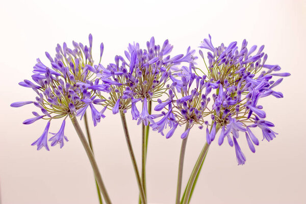 blue agapanthus flower on a white background
