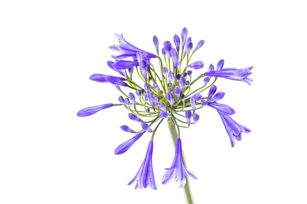 Beyaz bir arka plan üzerinde mavi agapanthus çiçek — Stok fotoğraf