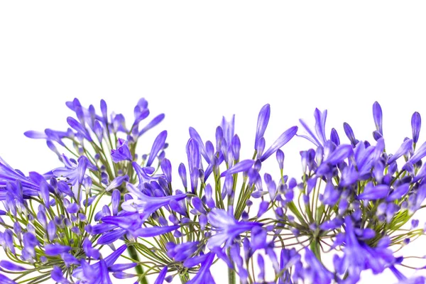 Blaue Agapanthus-Blume auf weißem Hintergrund — Stockfoto