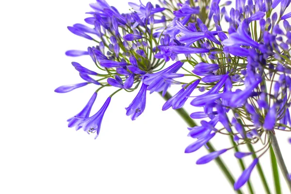 Blauwe Agapanthus bloem op een witte achtergrond — Stockfoto