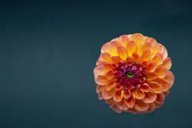 koyu bir arka plan izole parlak turuncu kırmızı dahlia çiçek