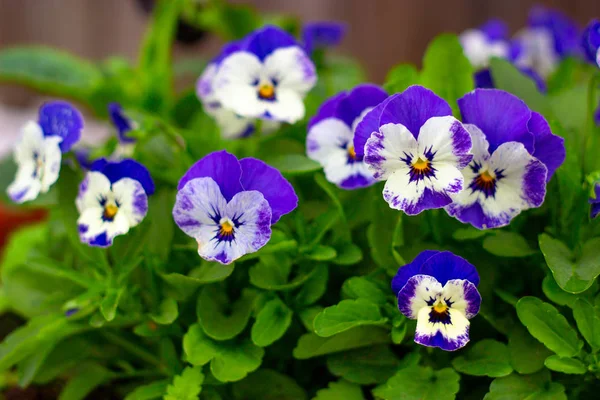 Виола голубой цветок крупным планом в саду — стоковое фото