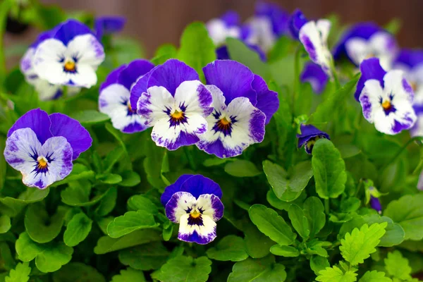 Viola pansy fleur gros plan dans le jardin — Photo