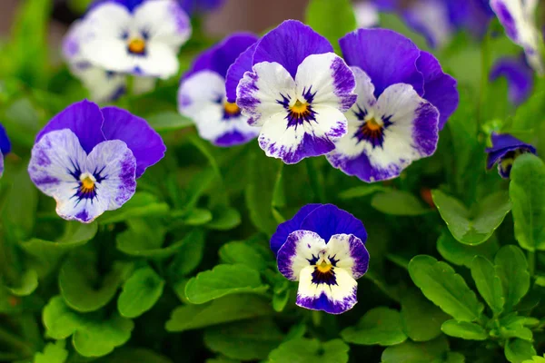 Viola Pansy blomma närbild i trädgården — Stockfoto