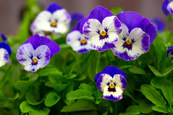 Виола голубой цветок крупным планом в саду — стоковое фото