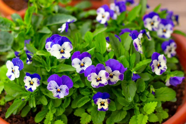 Viola Pansy blomma närbild i trädgården — Stockfoto