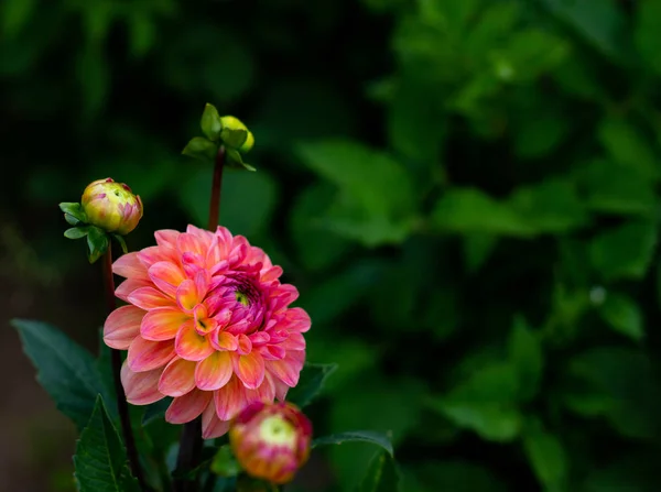 Lindas flores dahlia rosa no jardim close-up — Fotografia de Stock