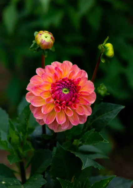 Lindas flores dahlia rosa no jardim close-up — Fotografia de Stock