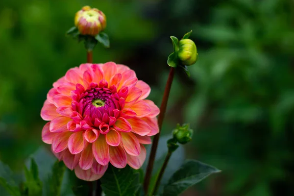 Lindas flores dahlia rosa no jardim close-up — Fotografia de Stock