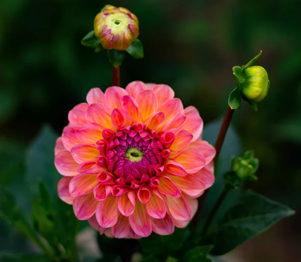 Lindas flores dahlia rosa no jardim close-up — Fotografia de Stock