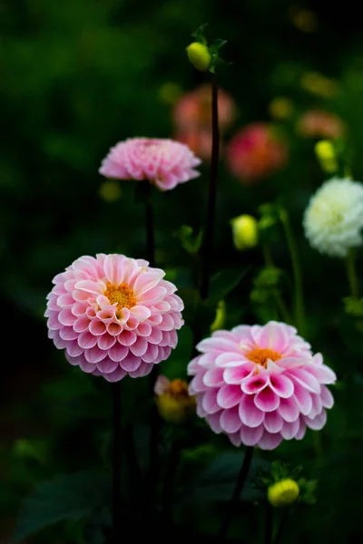 Lindas flores dahlia rosa no jardim close-up — Fotografia de Stock