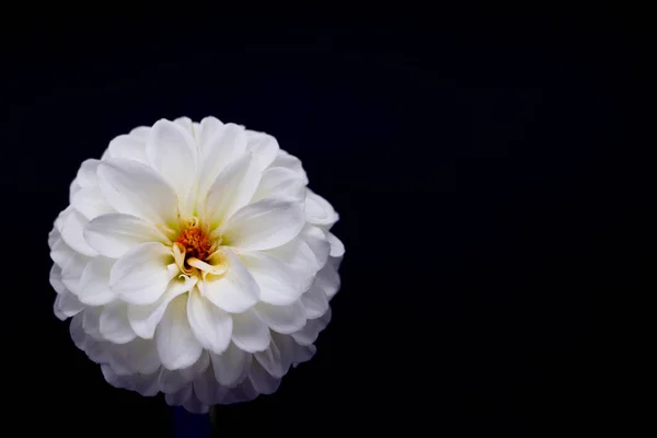 Flor branca dahlia em um fundo escuro isolado — Fotografia de Stock