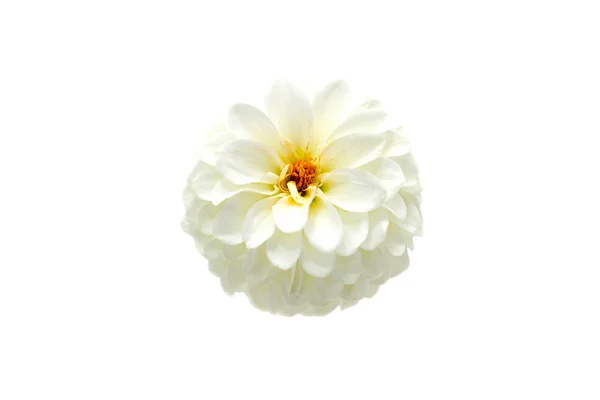 Flor branca dahlia em um fundo branco isolado — Fotografia de Stock