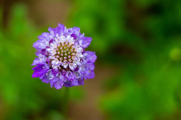Blue scabiosis flower lilac on a green background in the garden — Stock Image Blue scabiosis flower lilac on a green background in the garden Stock Photo