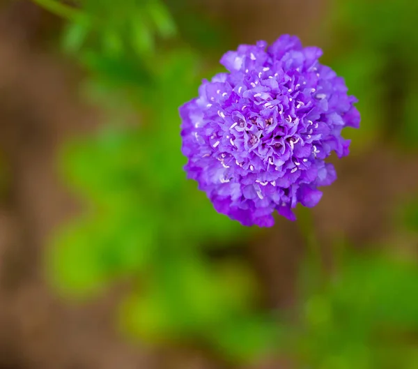 Blue scabiosis flower lilac on a green background in the garden — Stock Image Blue scabiosis flower lilac on a green background in the garden Royalty Free Stock Photos